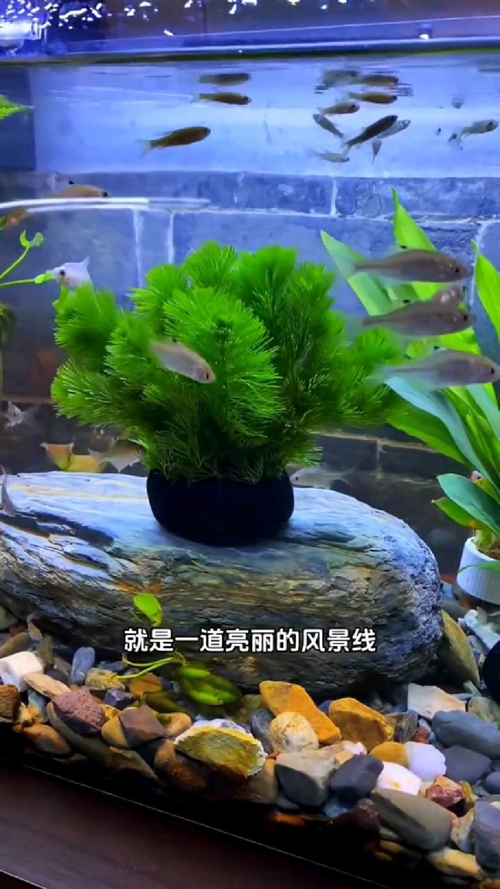 绿菊水草,一坨成景,无需底砂,丢进鱼缸都很好看