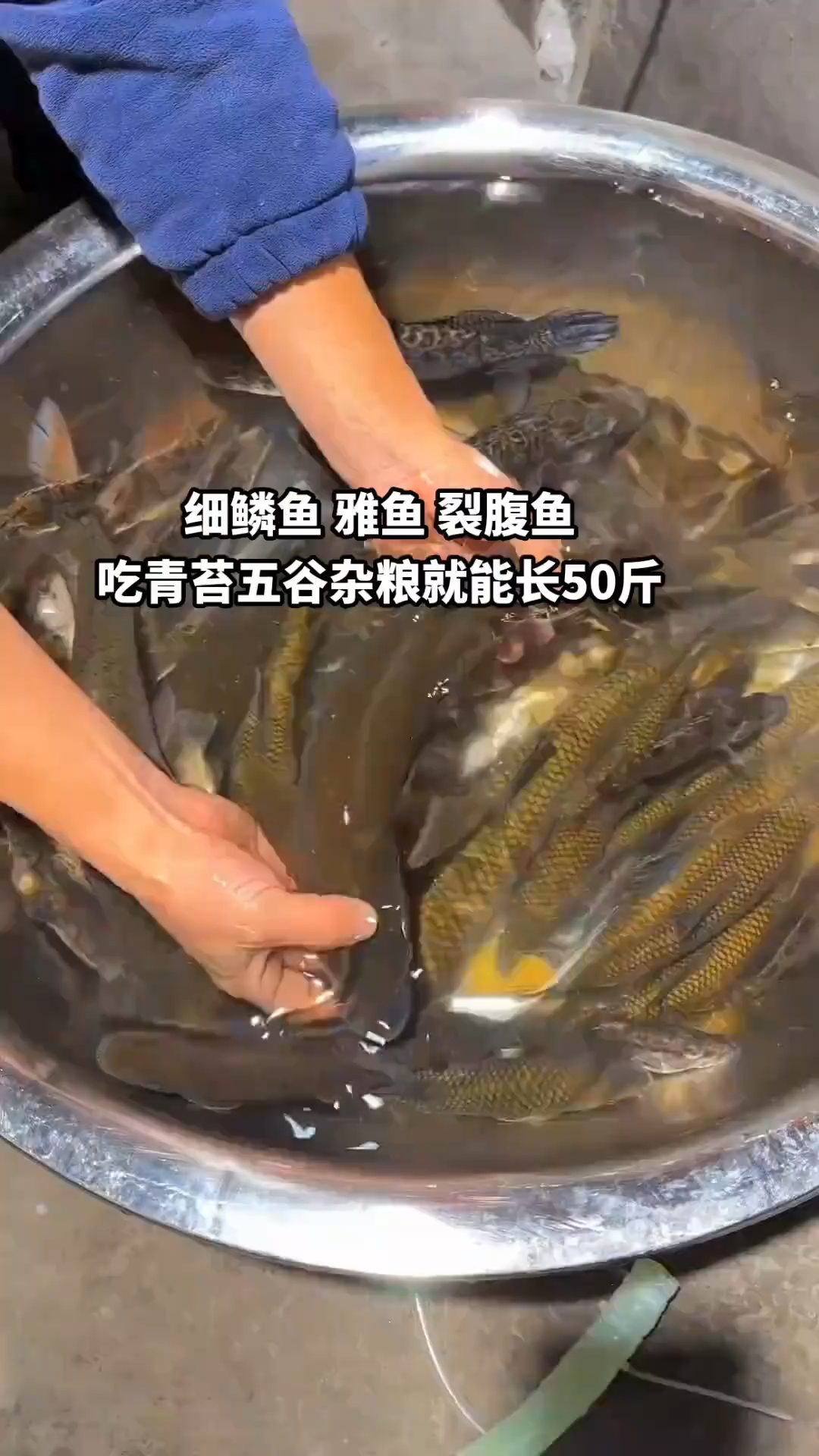 新疆细鳞鱼图片