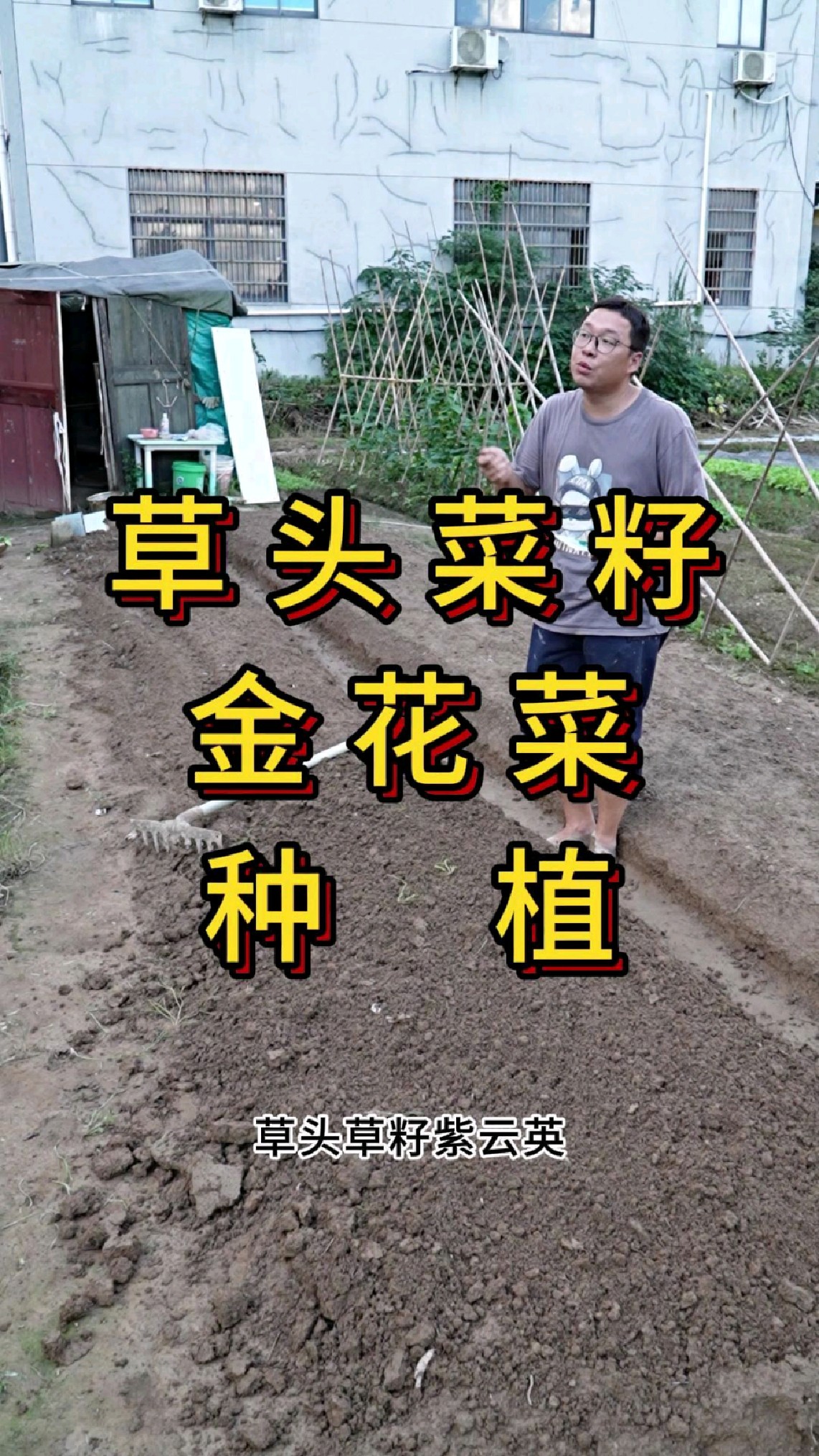 草头草籽金花菜紫云英种植方法