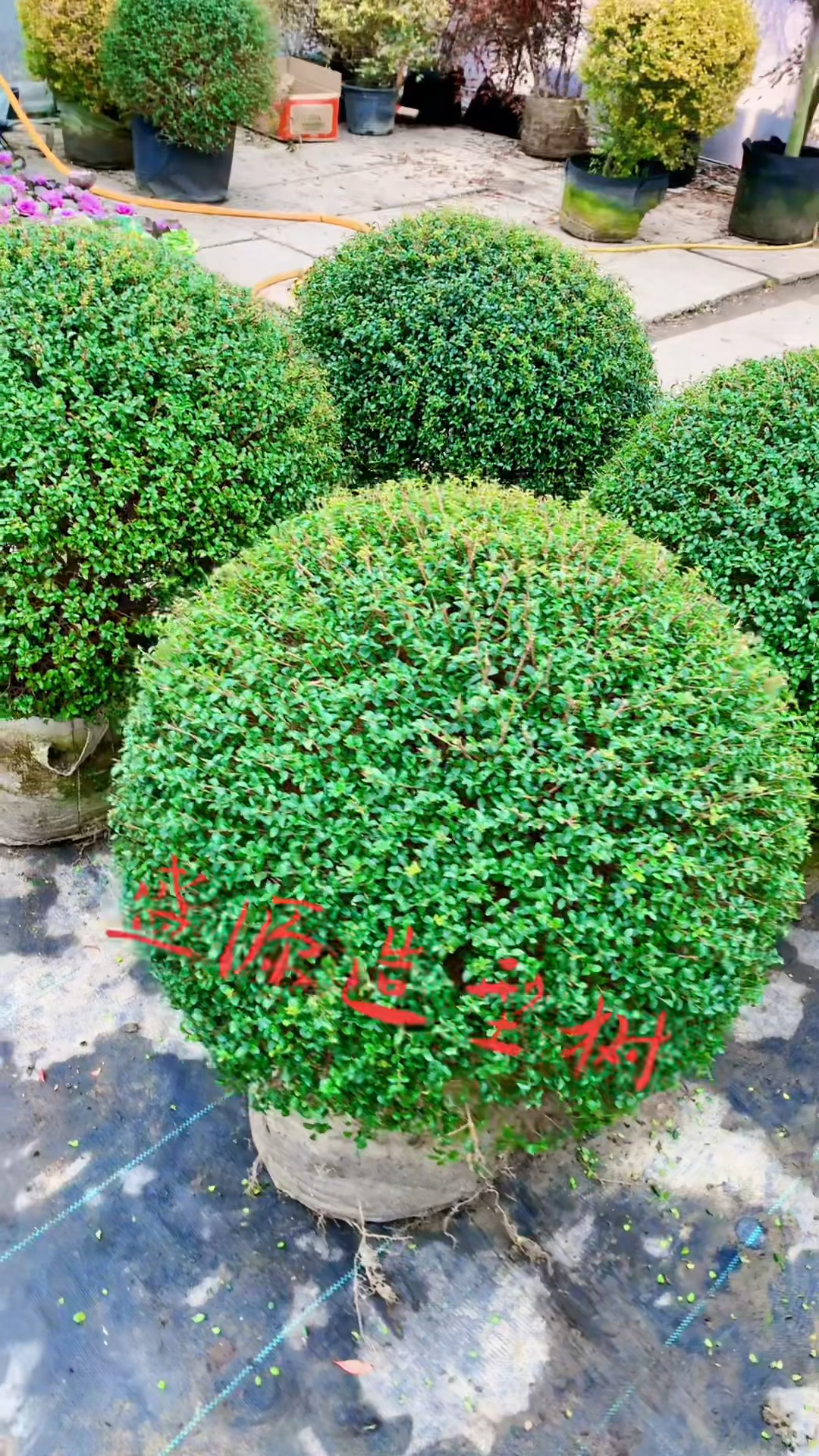 精品川滇蜡树球四季不落叶适合庭院别墅农家小院栽植