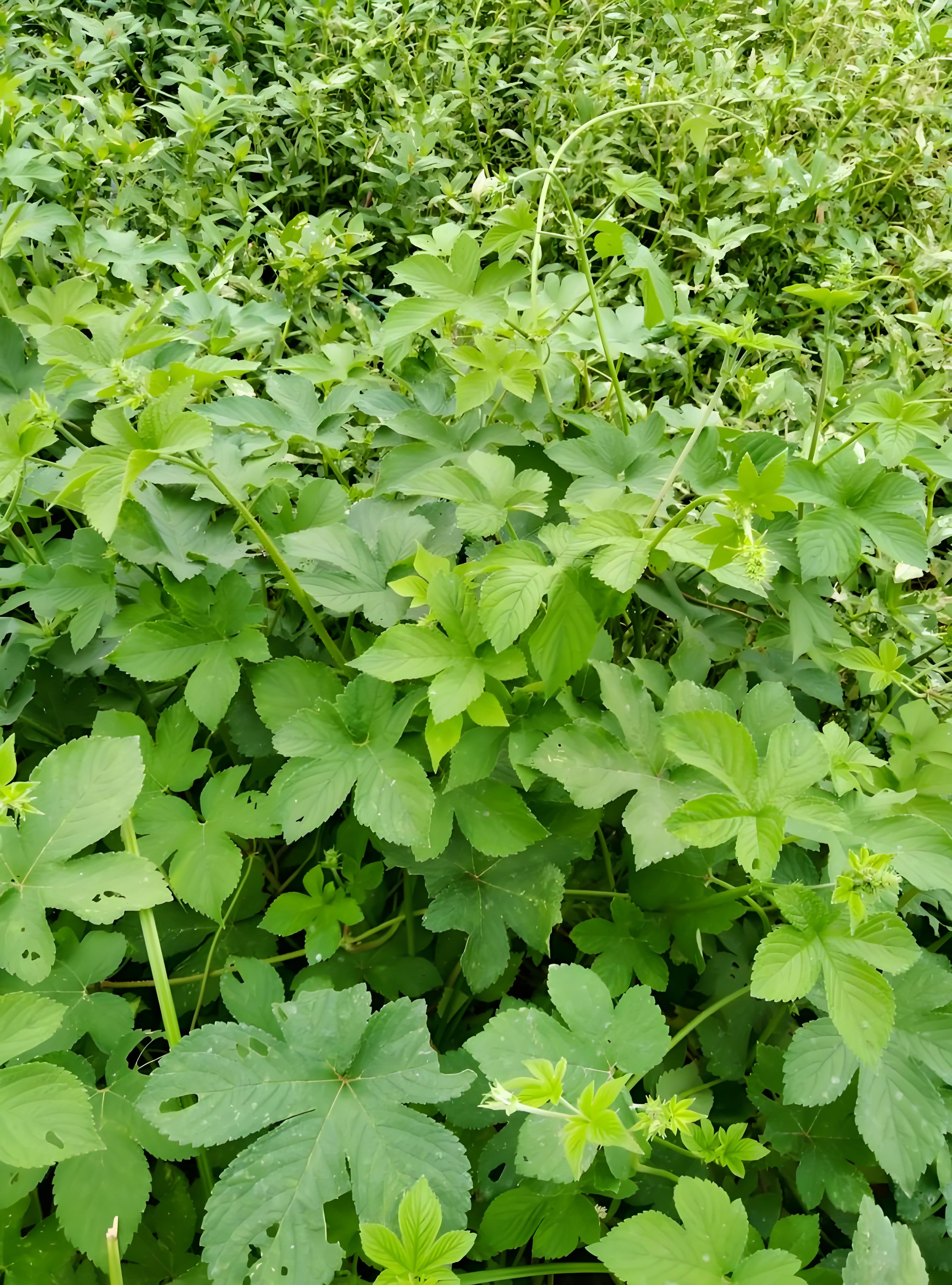 路边到处都是的拉拉秧,竟然这么有用?