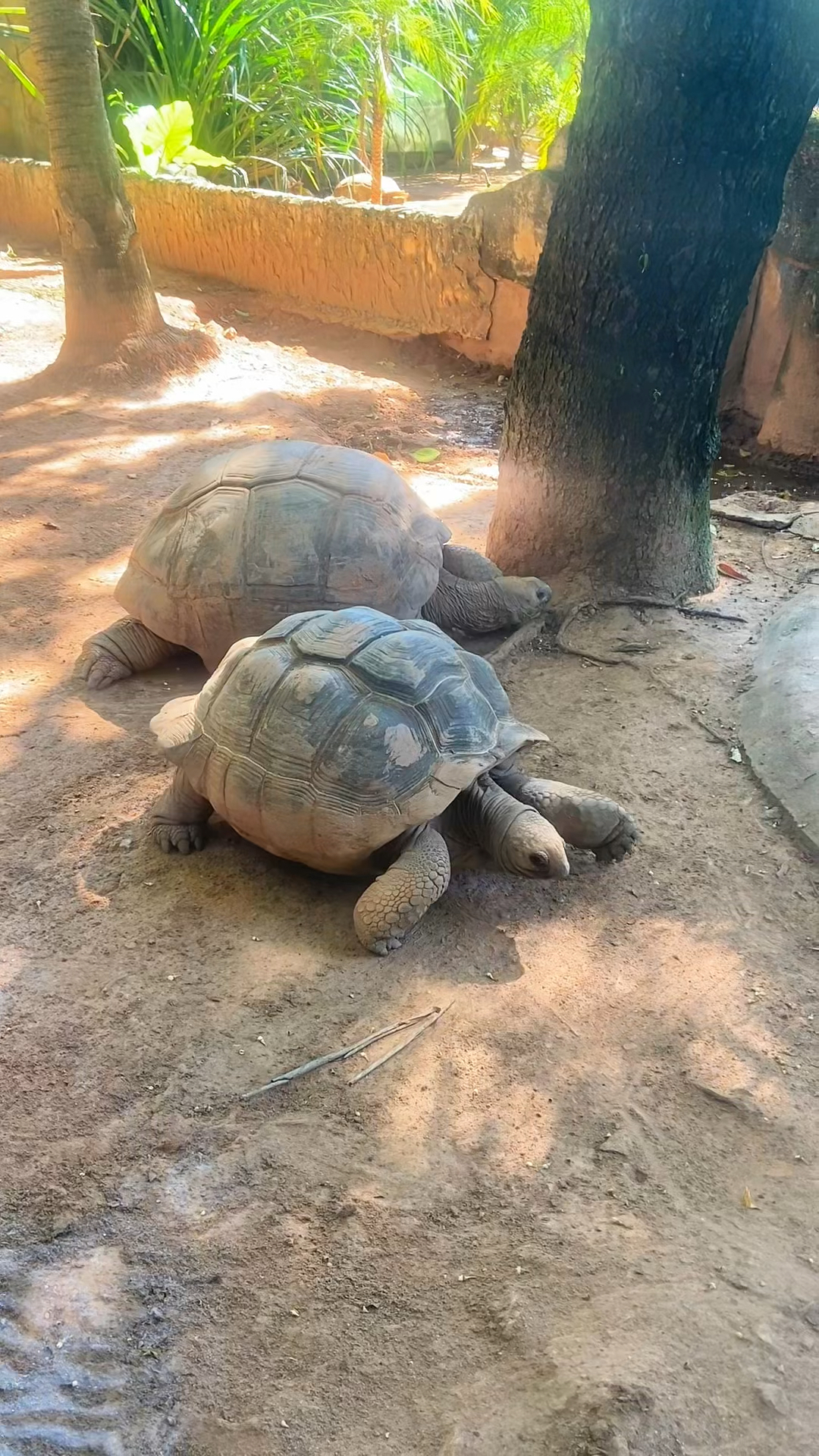 世界上最大的龟～～象龟!