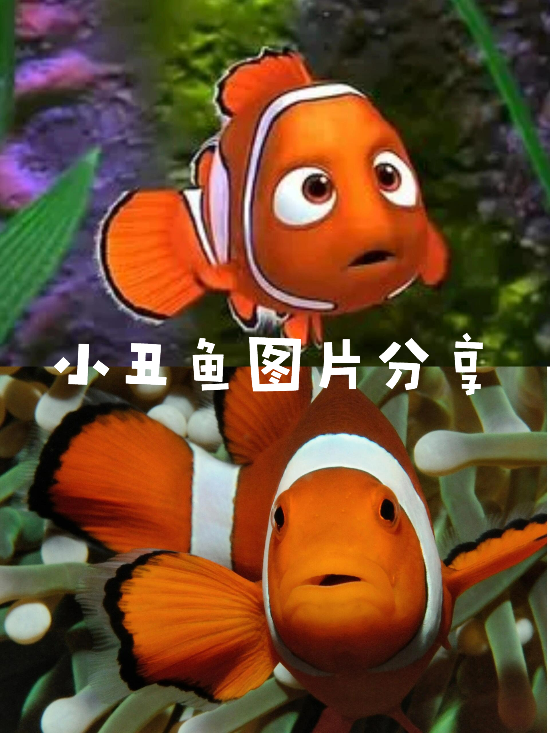 小丑鱼真的是一种超级萌的海洋生物.