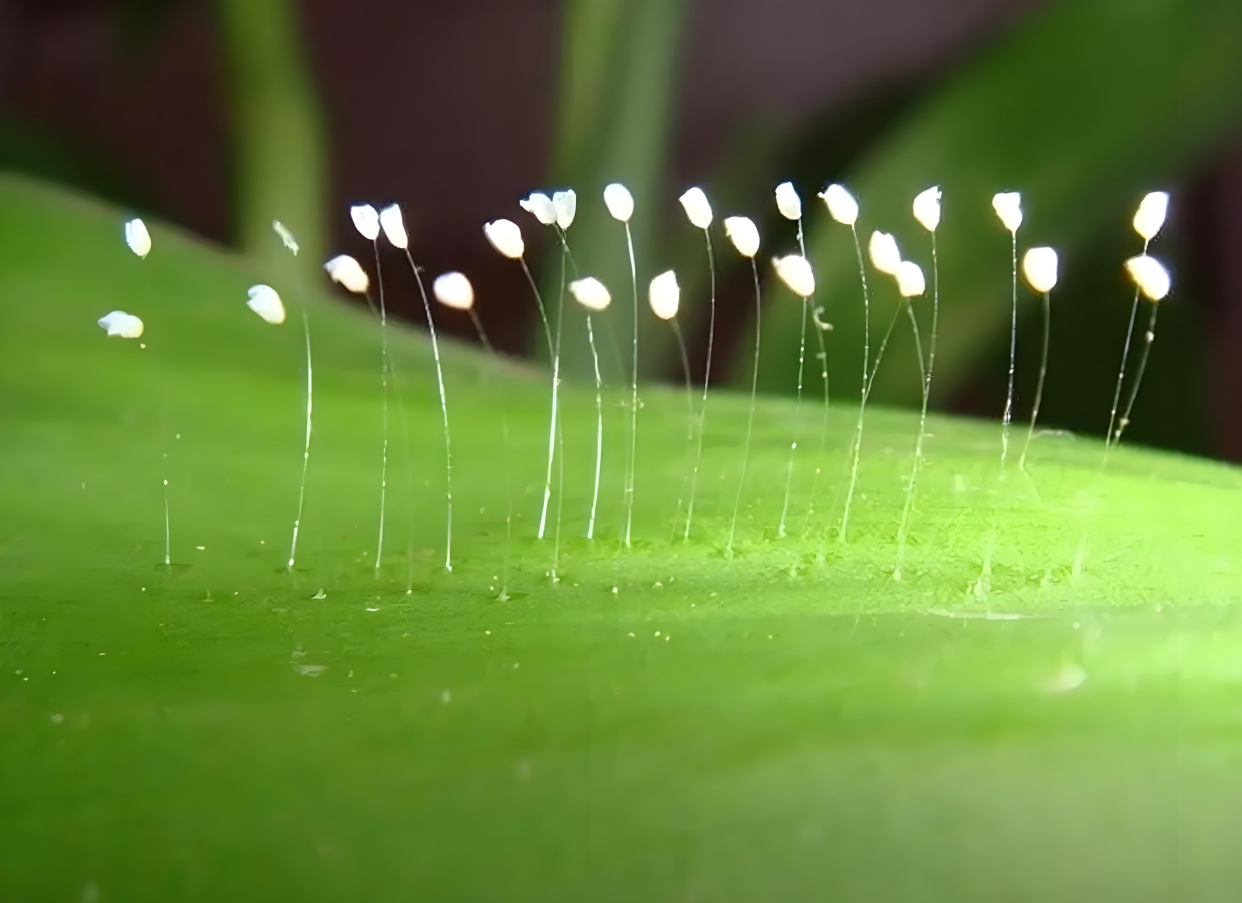 北山玉皇阁内,娘娘庙的大红柱上,惊现难得一见的"优昙婆罗花"