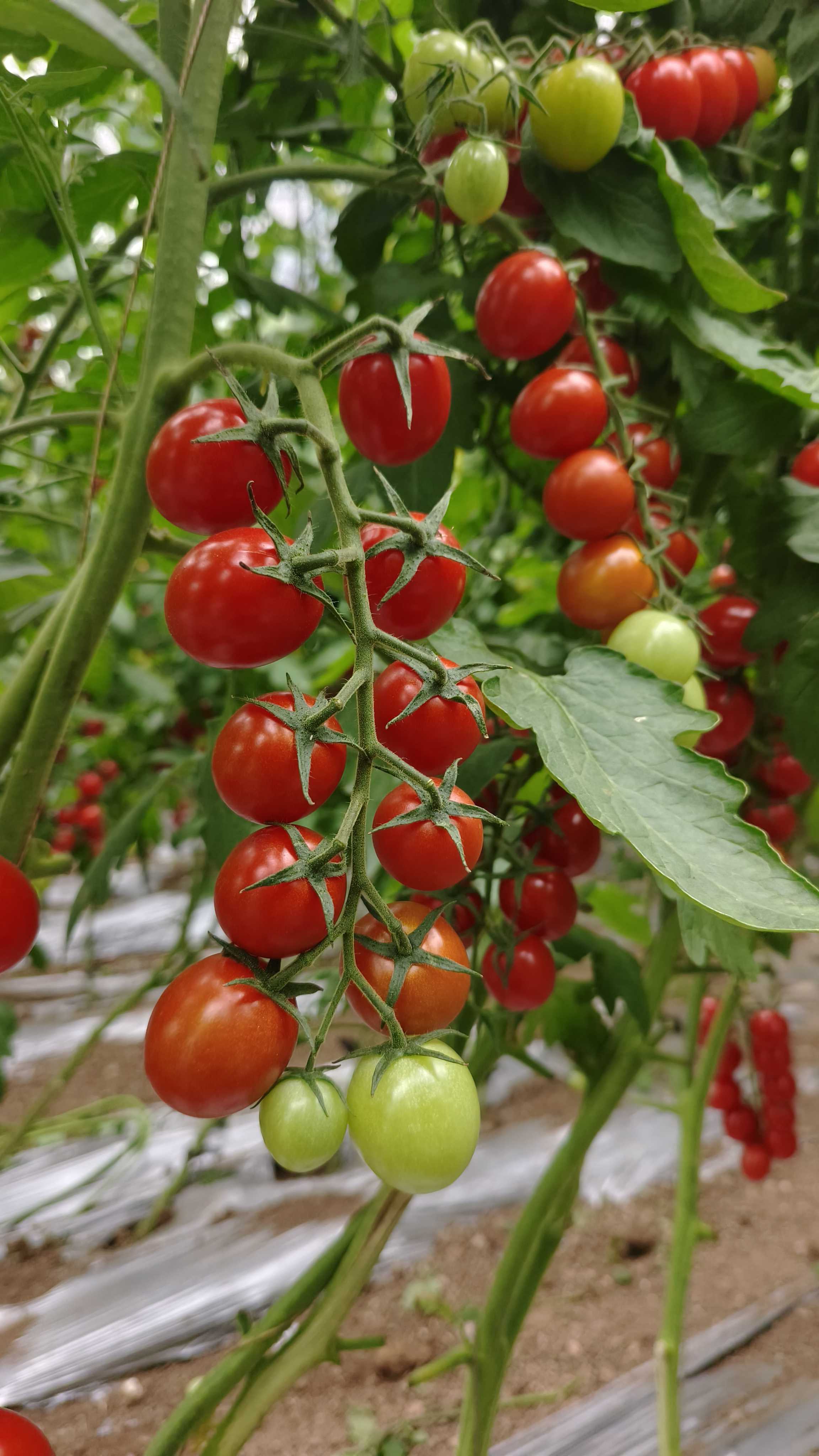 高品质红串小番茄田间表现,抗病口感好