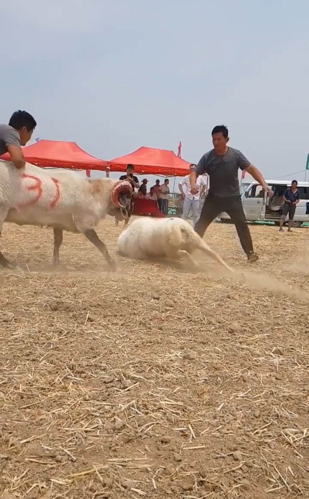 河北抢羊图片