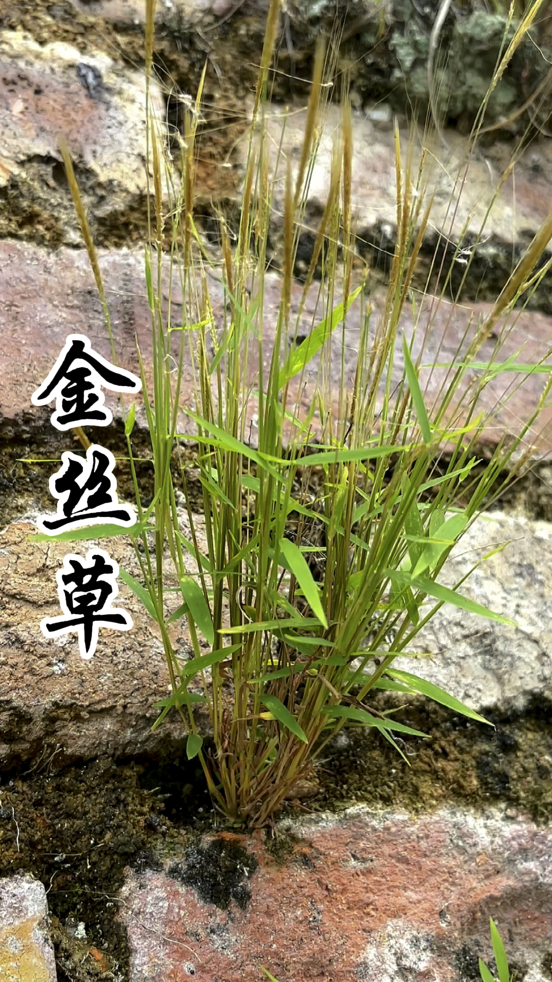 不能吃糖的一起来认识下这棵金丝草