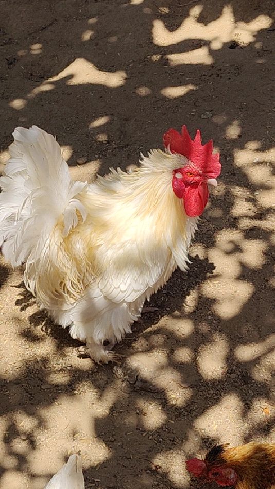 我养的纯白色翻毛鸡