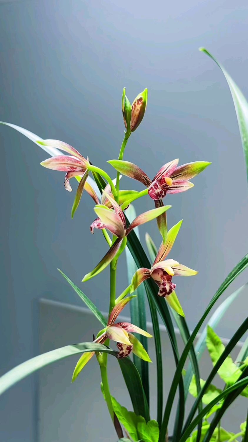 建兰经典品种小国魂