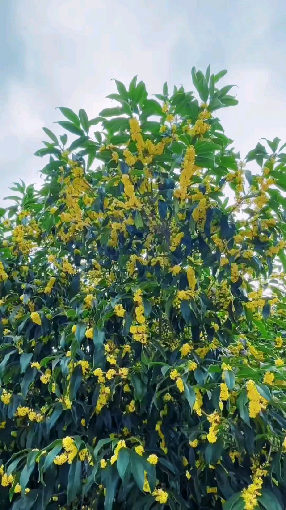 桂花盛开,金黄满枝,其香远播,如同秋日里的温暖阳光,抚慰人心
