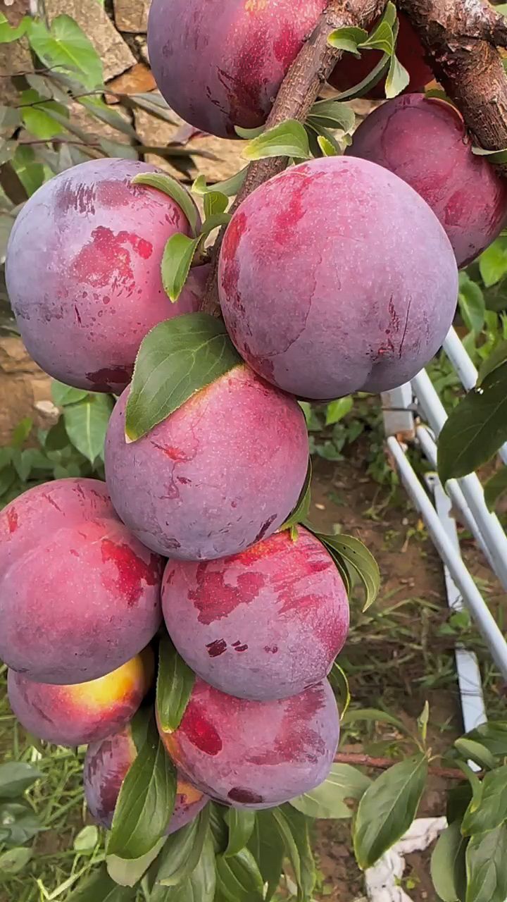 小院种植2棵国美李子也不错