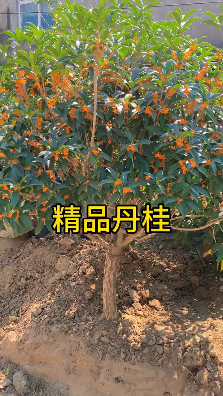 桂花苗报价图片