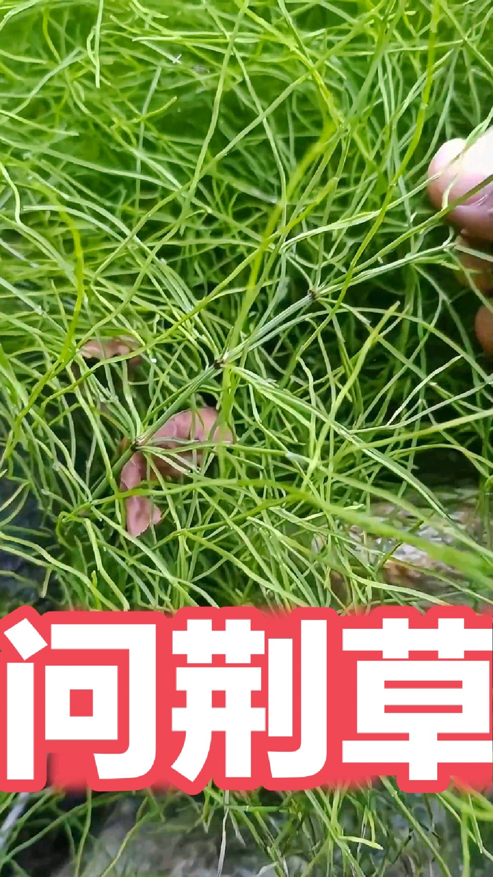 寻黄金,找问荆,问荆草又名黄金草