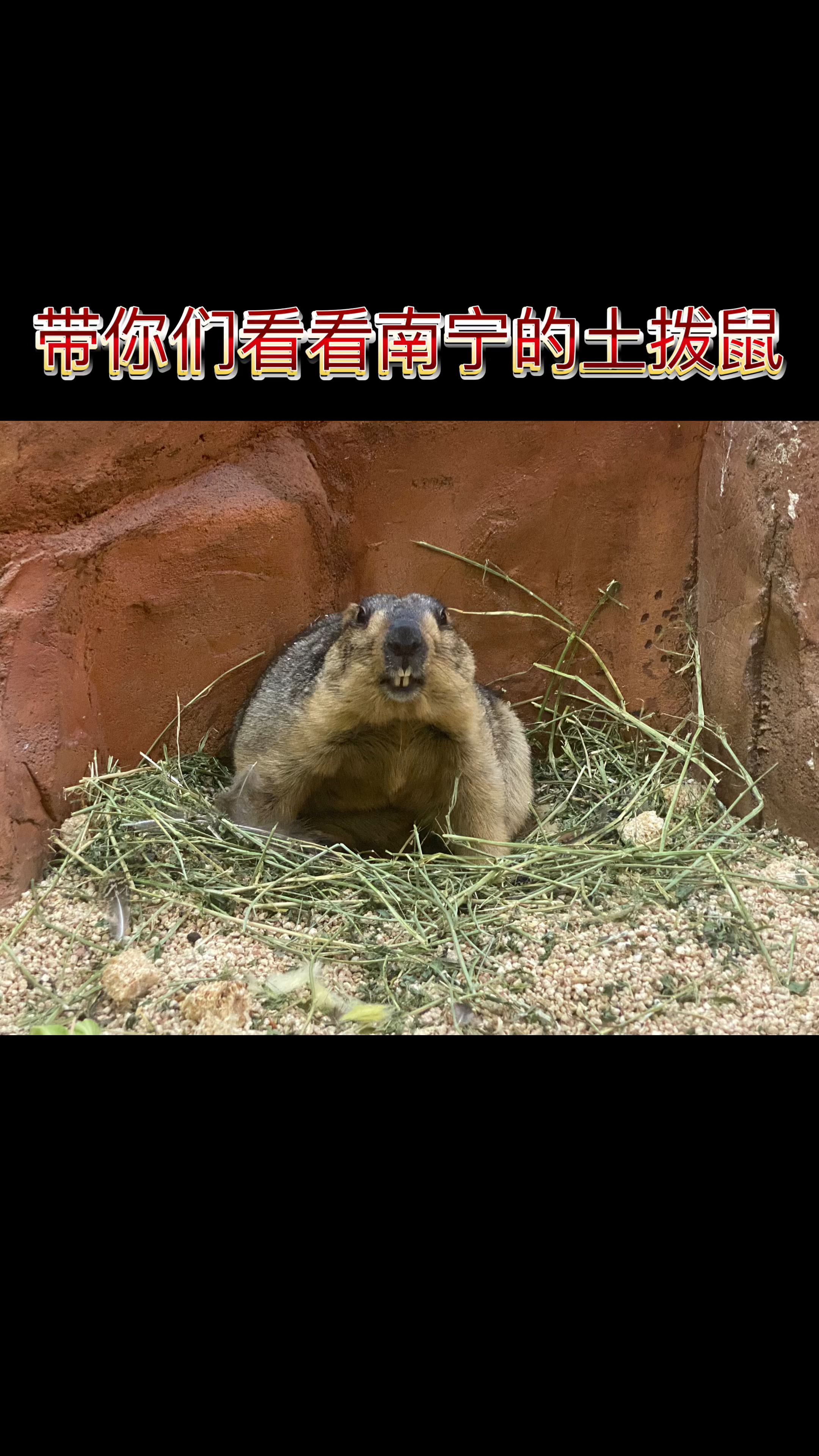 土拨鼠好玩吗知乎(土拨鼠shadow)