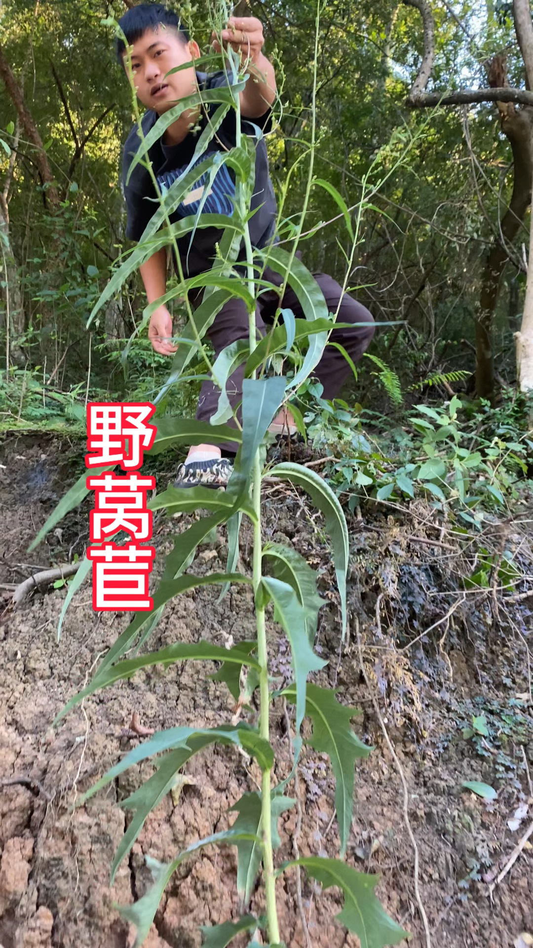 农村生活 三农 一日一植物 野莴苣