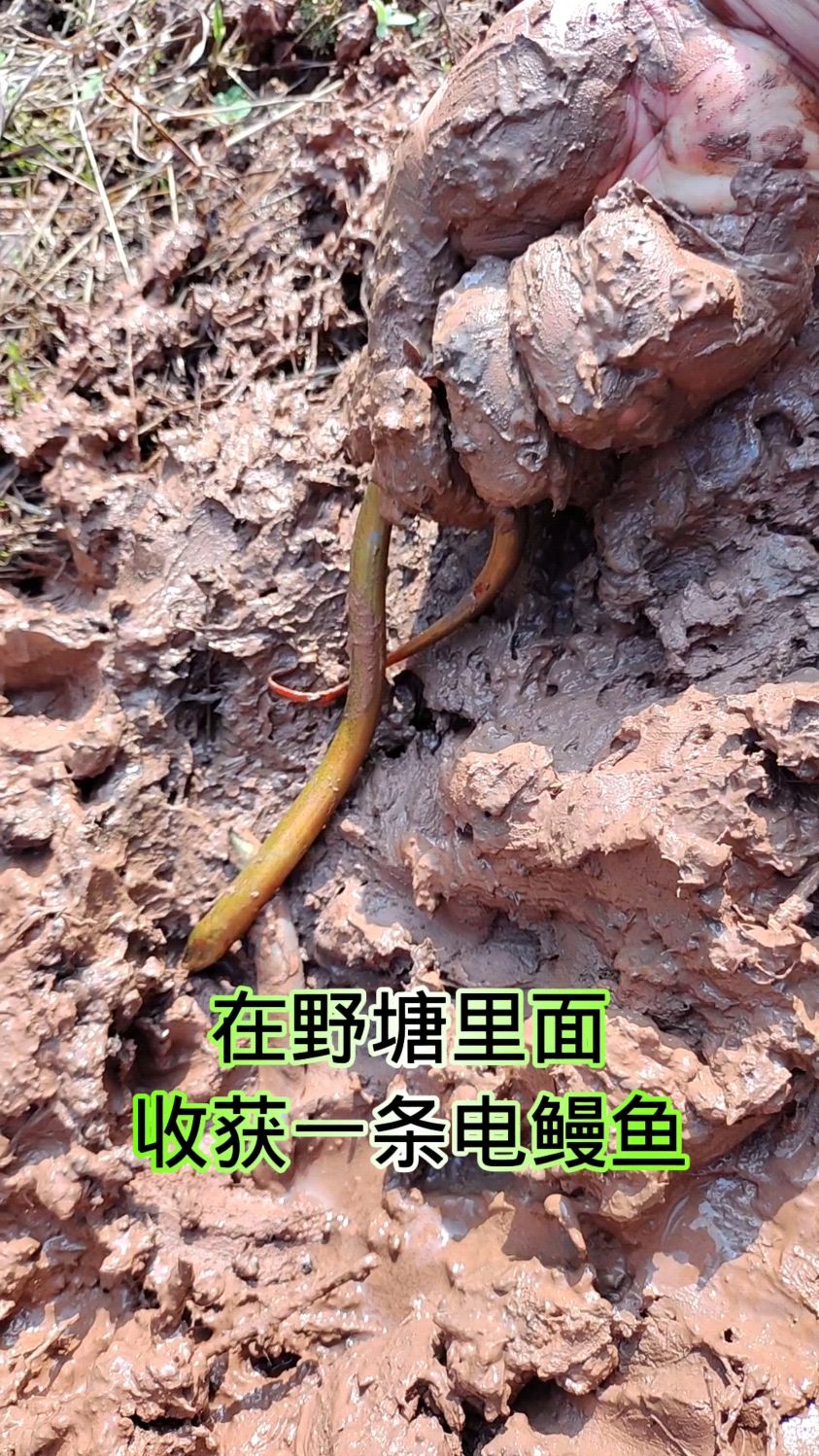 抓了一条好大的电鳗鱼