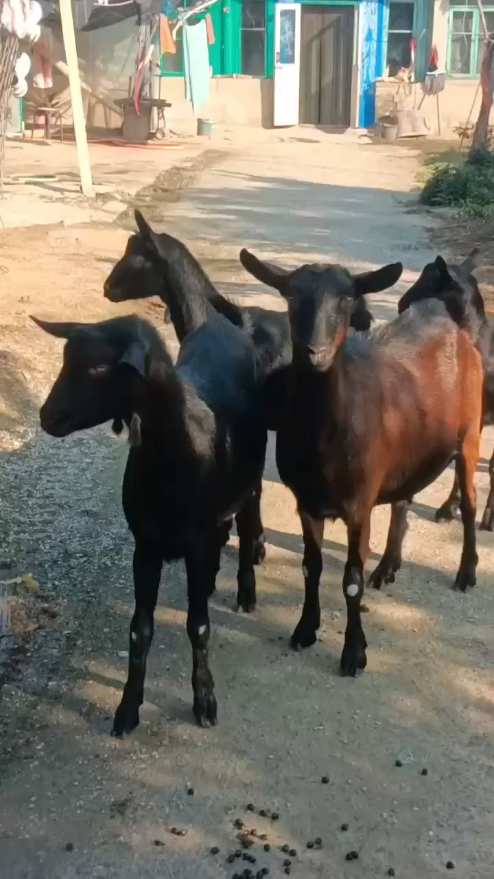 红鹿奶山羊一公三母