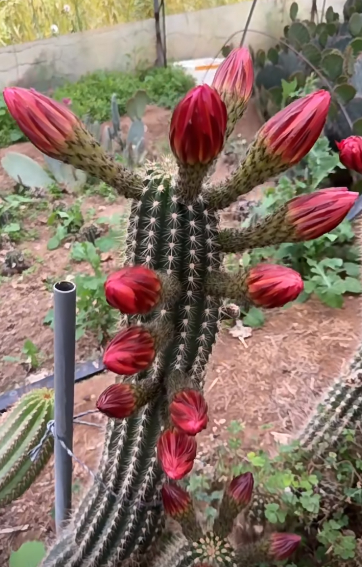 仙人掌花的特点100字(仙人掌花的特点100字怎么写)