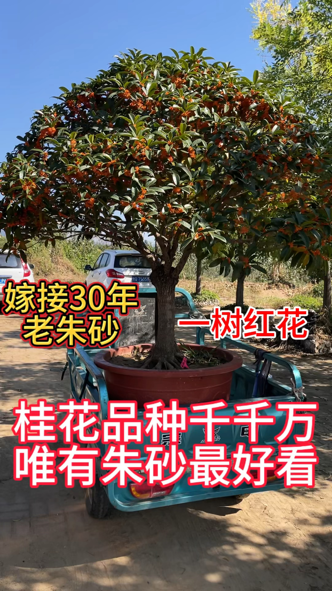 桂花品种千千万,唯有朱砂最好看