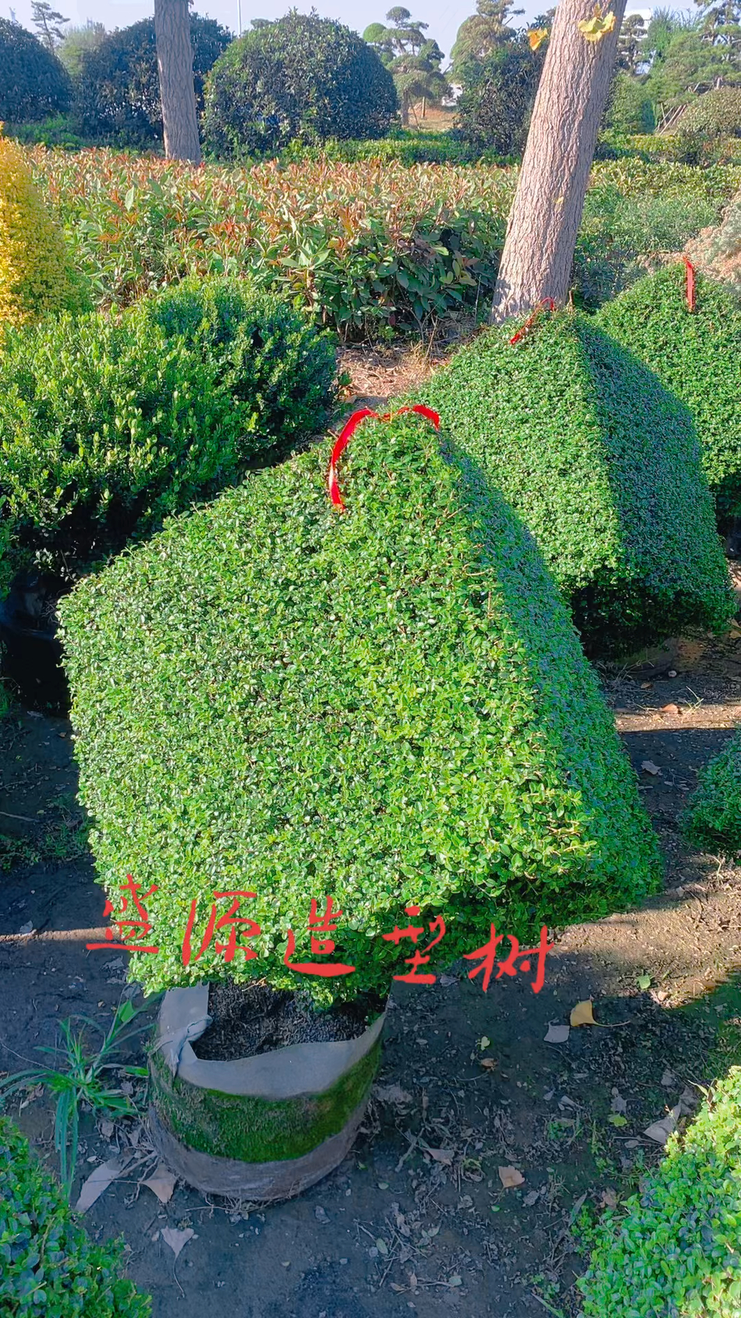 川滇蜡树凌形造型四季常青不落叶适合庭院别墅农家小院栽植