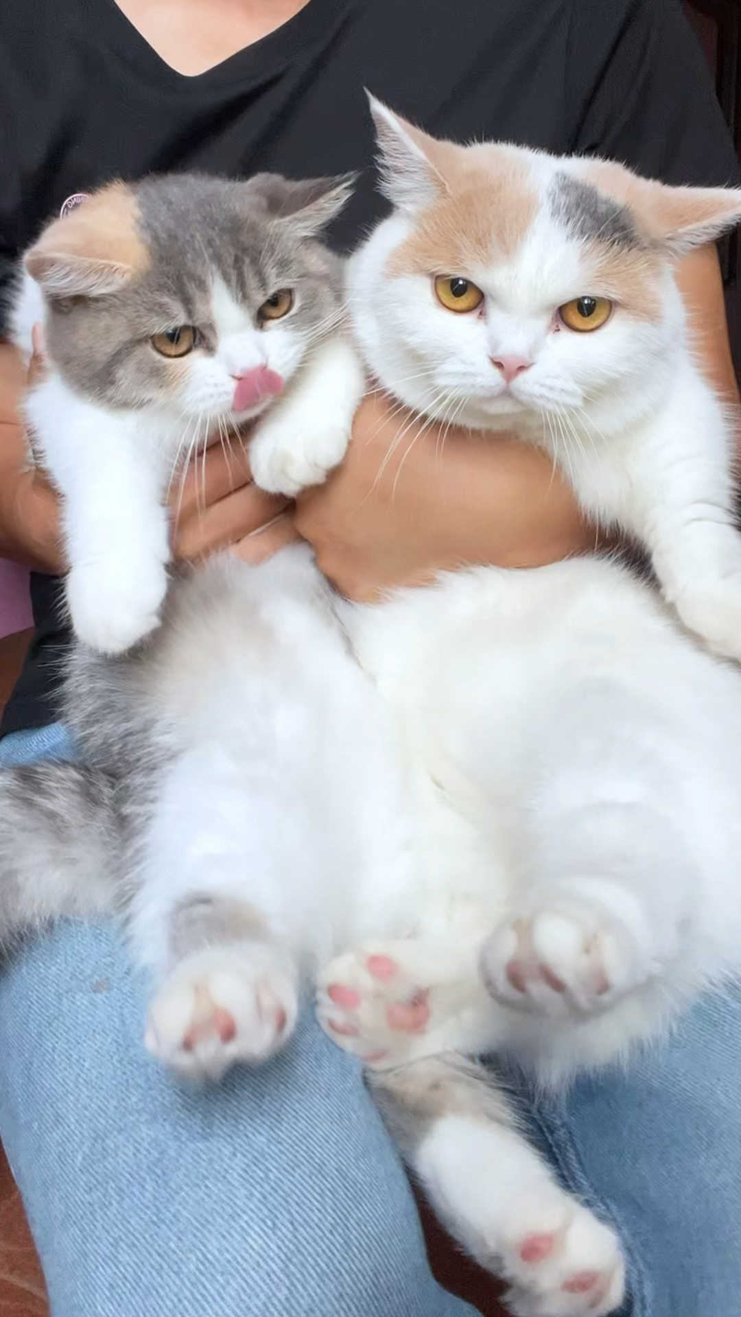 两只猫同时抱在一起会发生什么,明显有一只不老实