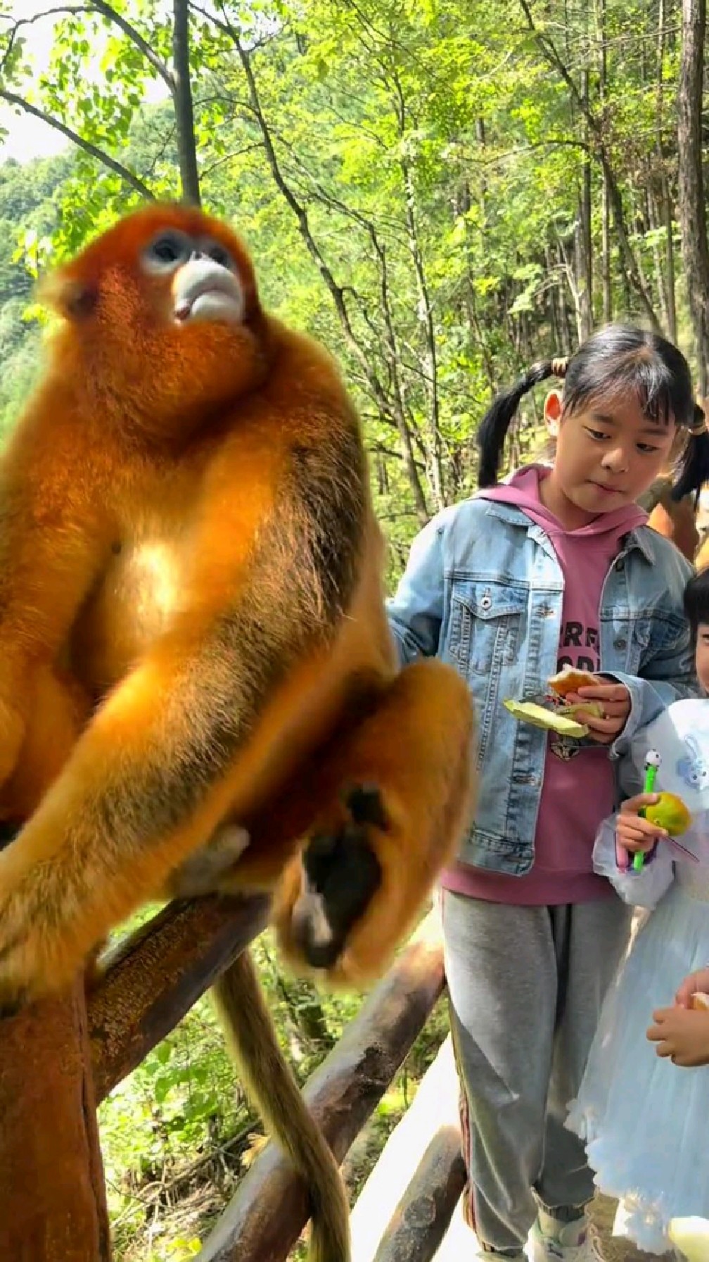 峨眉山的泼猴是猕猴,这是金丝猴,很温顺的