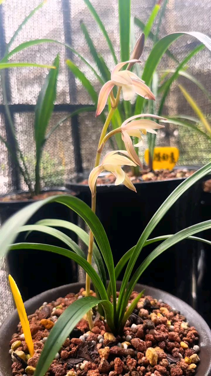 建兰经典品种春雨彩虹