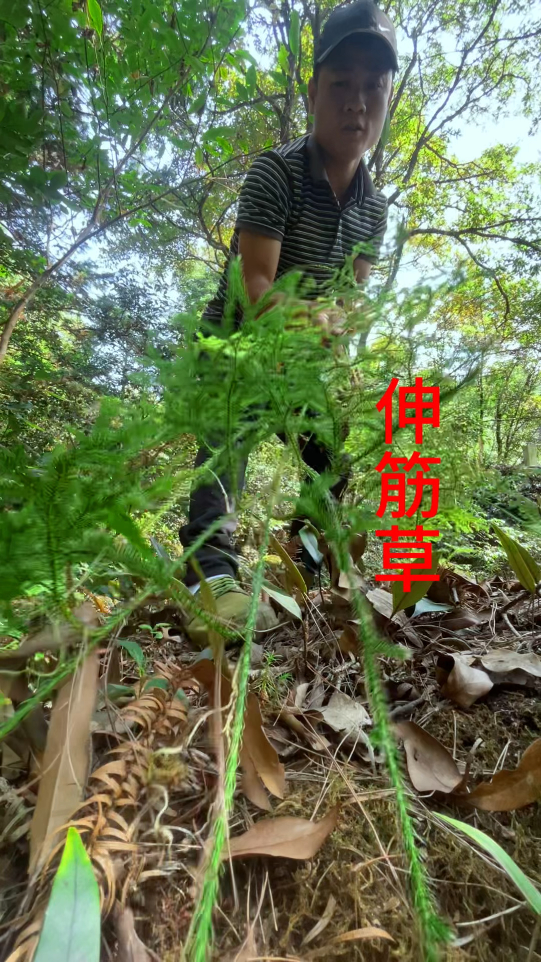 伸筋草农村一宝