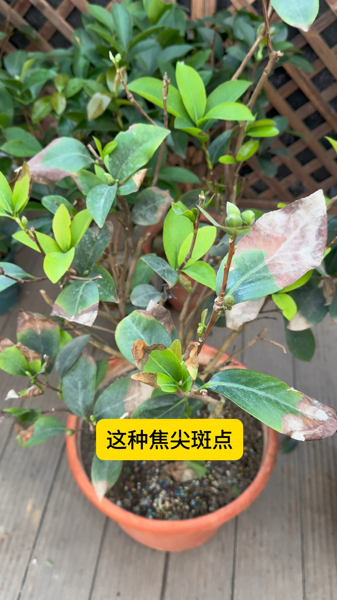 茶花出现这样的焦尖斑点