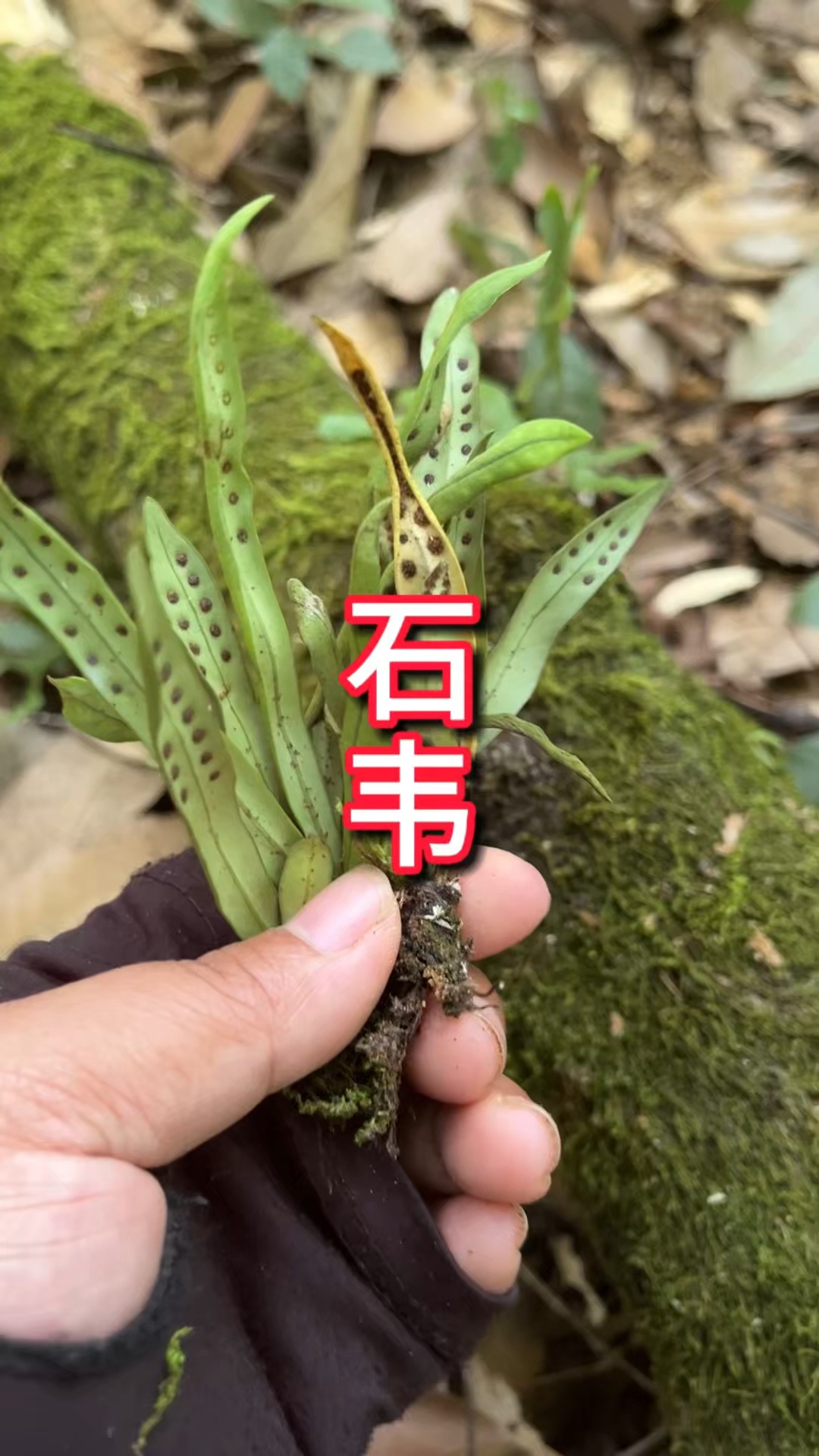 石韦草药是治什么病图片