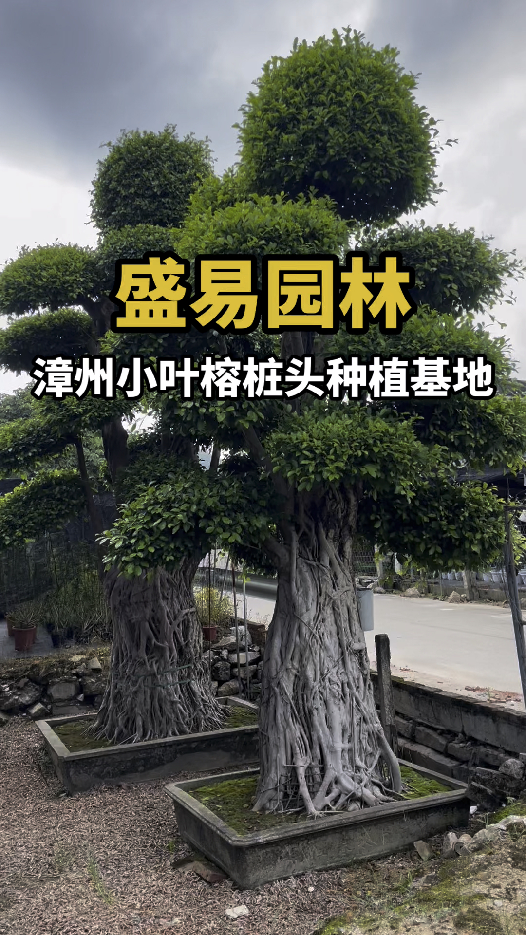 这么漂亮的造型小叶榕桩景都看不上#适合庭院种植的造型树
