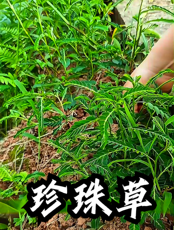 珍珠草也叫叶下珠,拿它煮水饮用,可以缓解眼睛疲劳