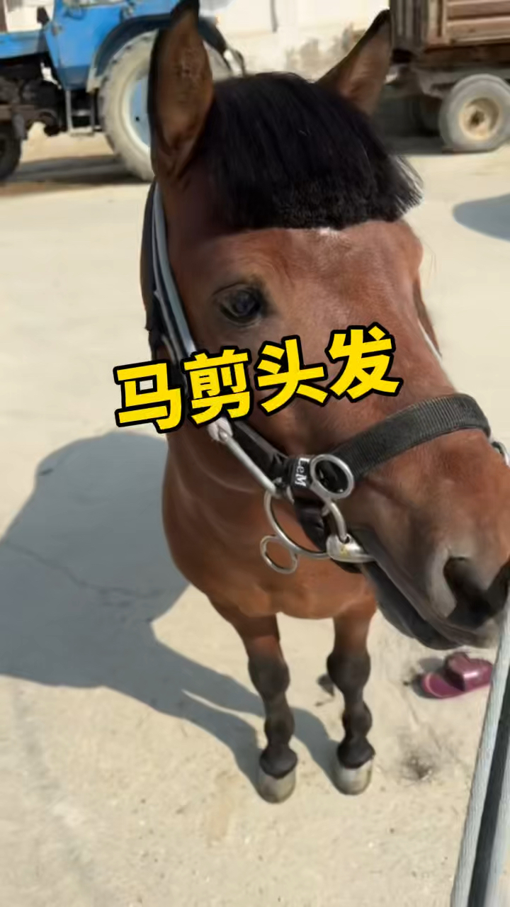 马也是需要剪头发的,发型对马的颜值影响也很大