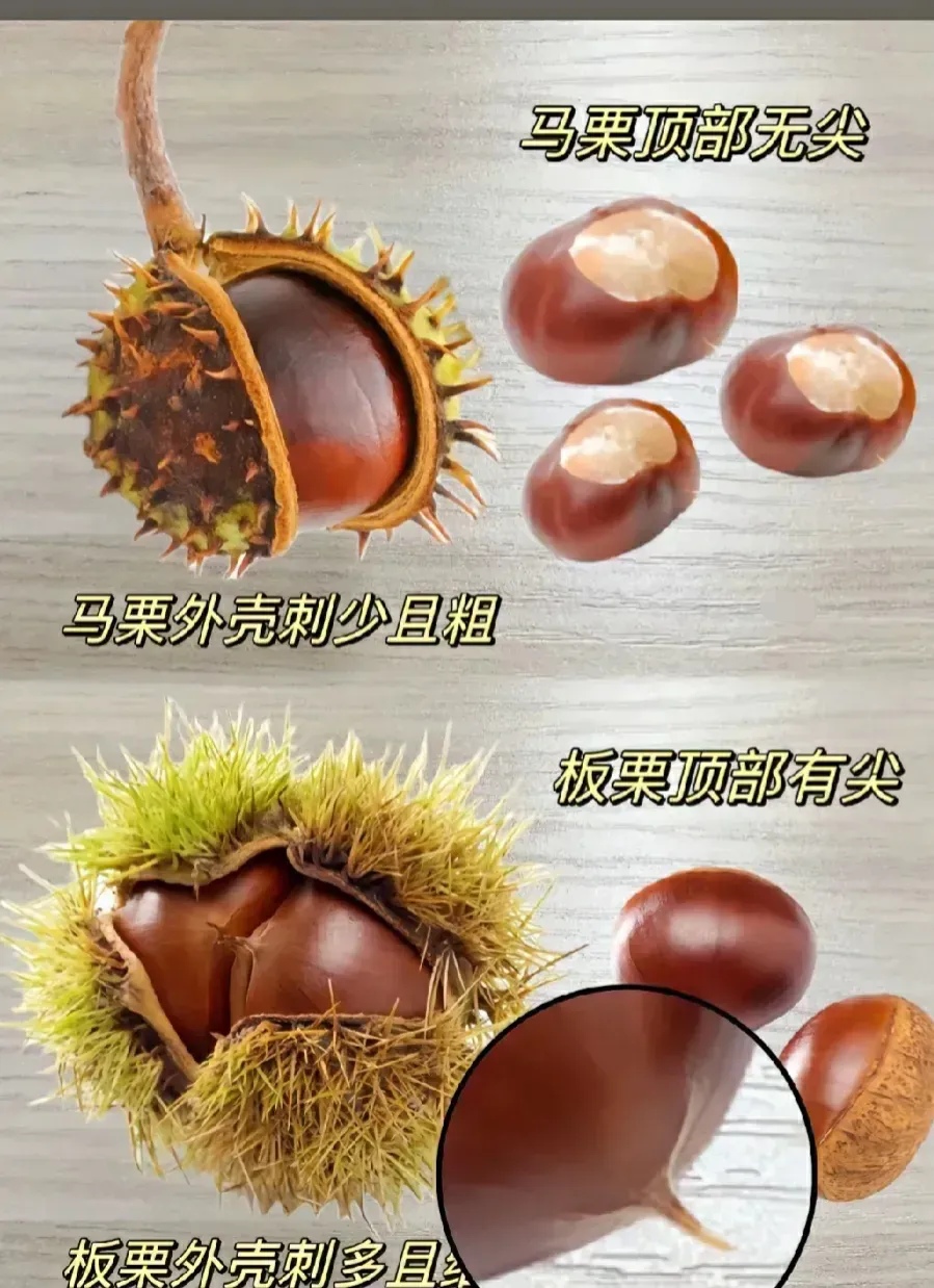 马栗有毒,千万不要吃,注意和板栗的区分       网友太强大了,今天早晨