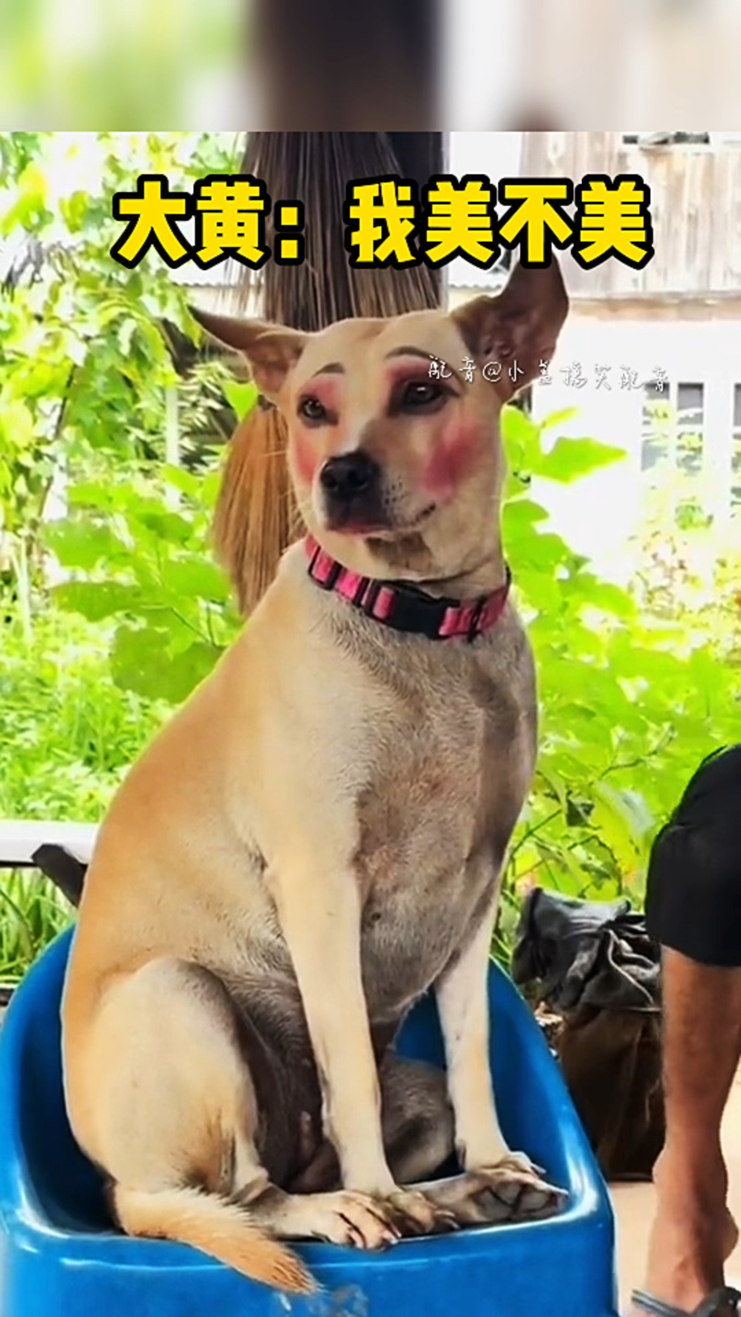 大黄:我美不美先