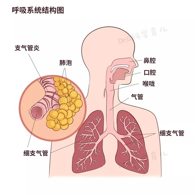 呼吸性细支气管结构图片