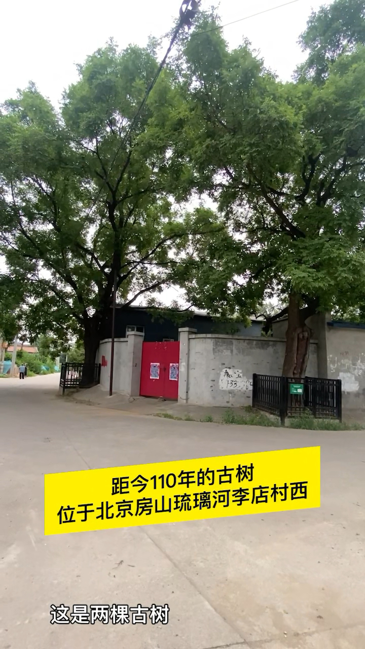 北京房山琉璃河刘李店村西口的两棵古树距今110年了