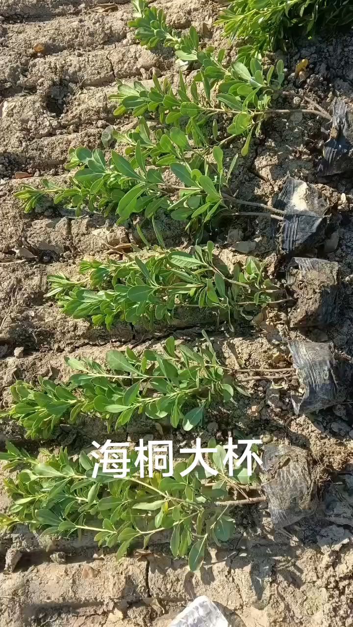 海桐种植方法图片