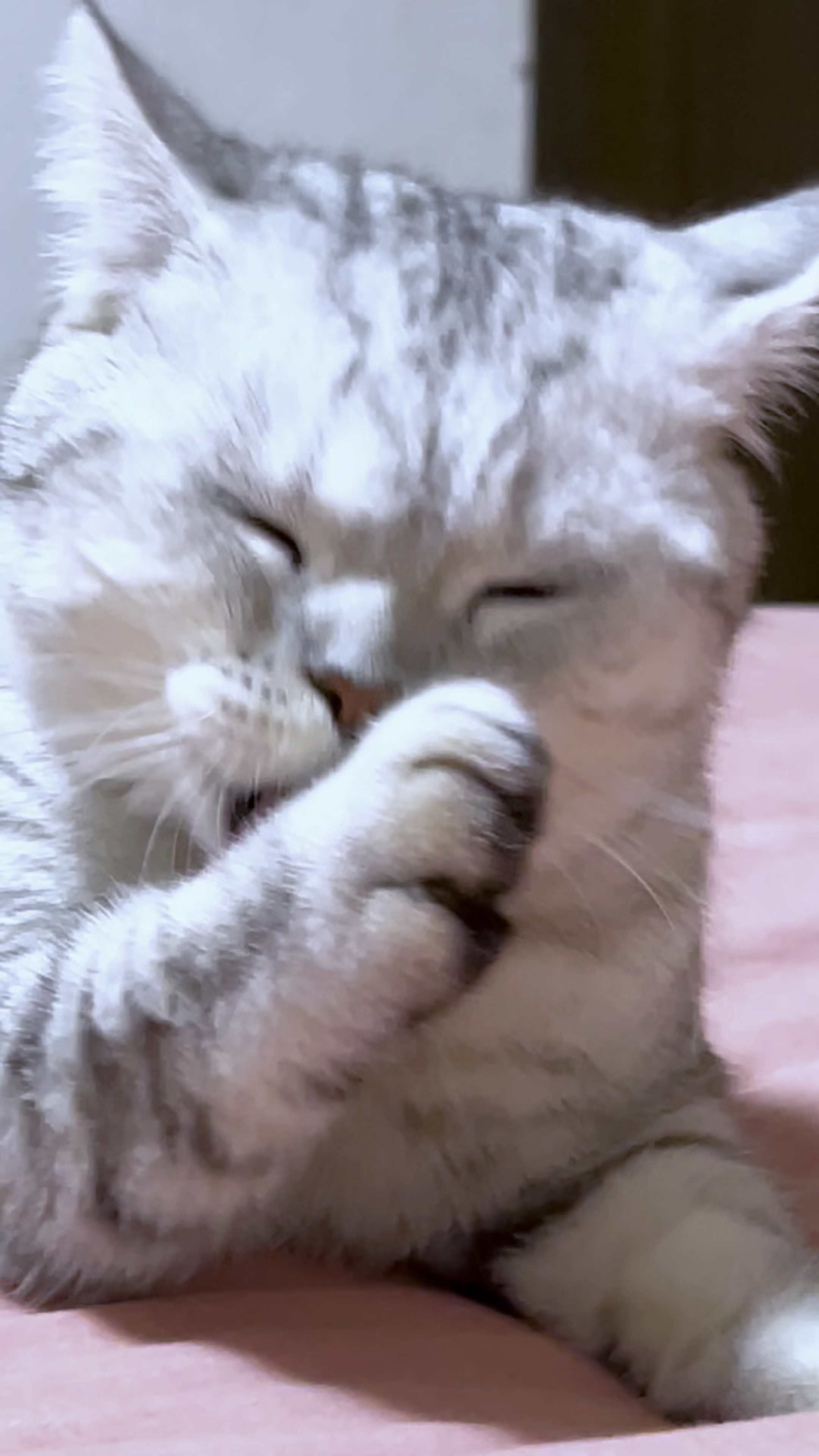 可爱的小猫咪就是爱干净