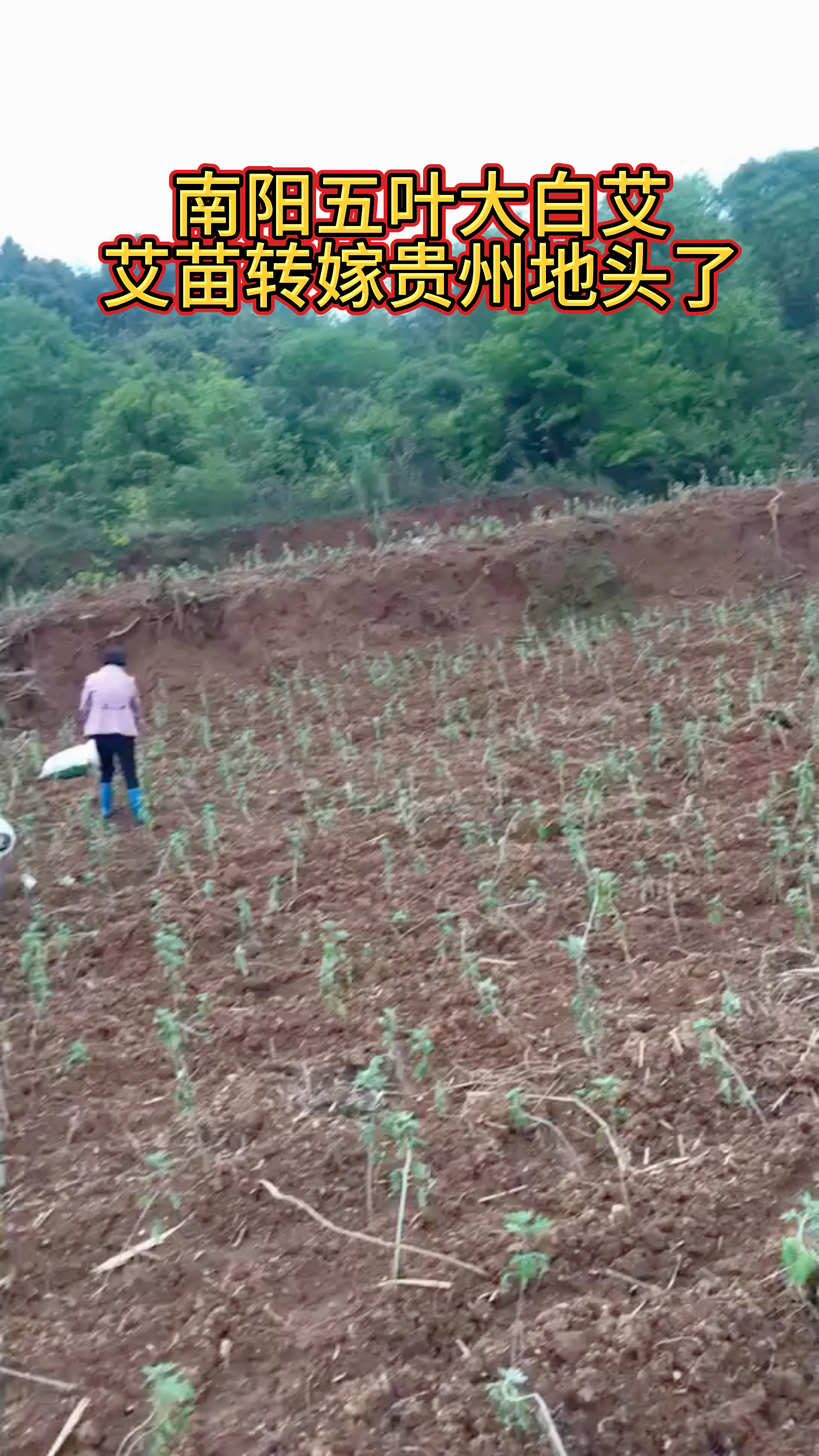 艾草种植季到了,南阳五叶大白艾转嫁到贵州地头了