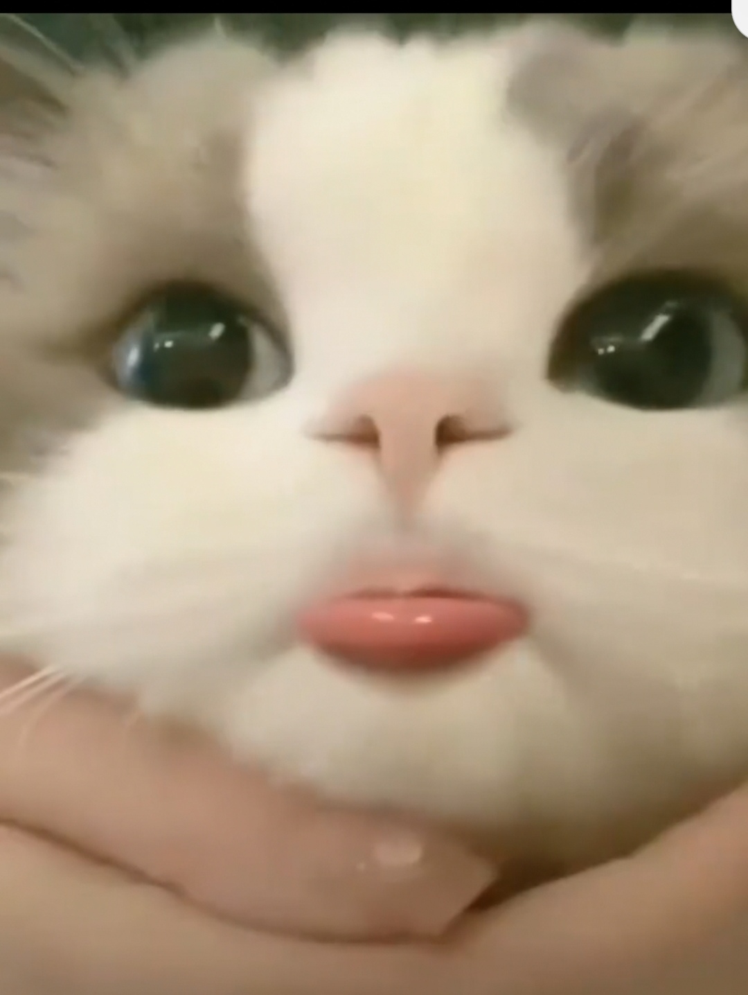 这只小猫咪的表情包可不可爱啊?反正我是爱上了爱不释手.
