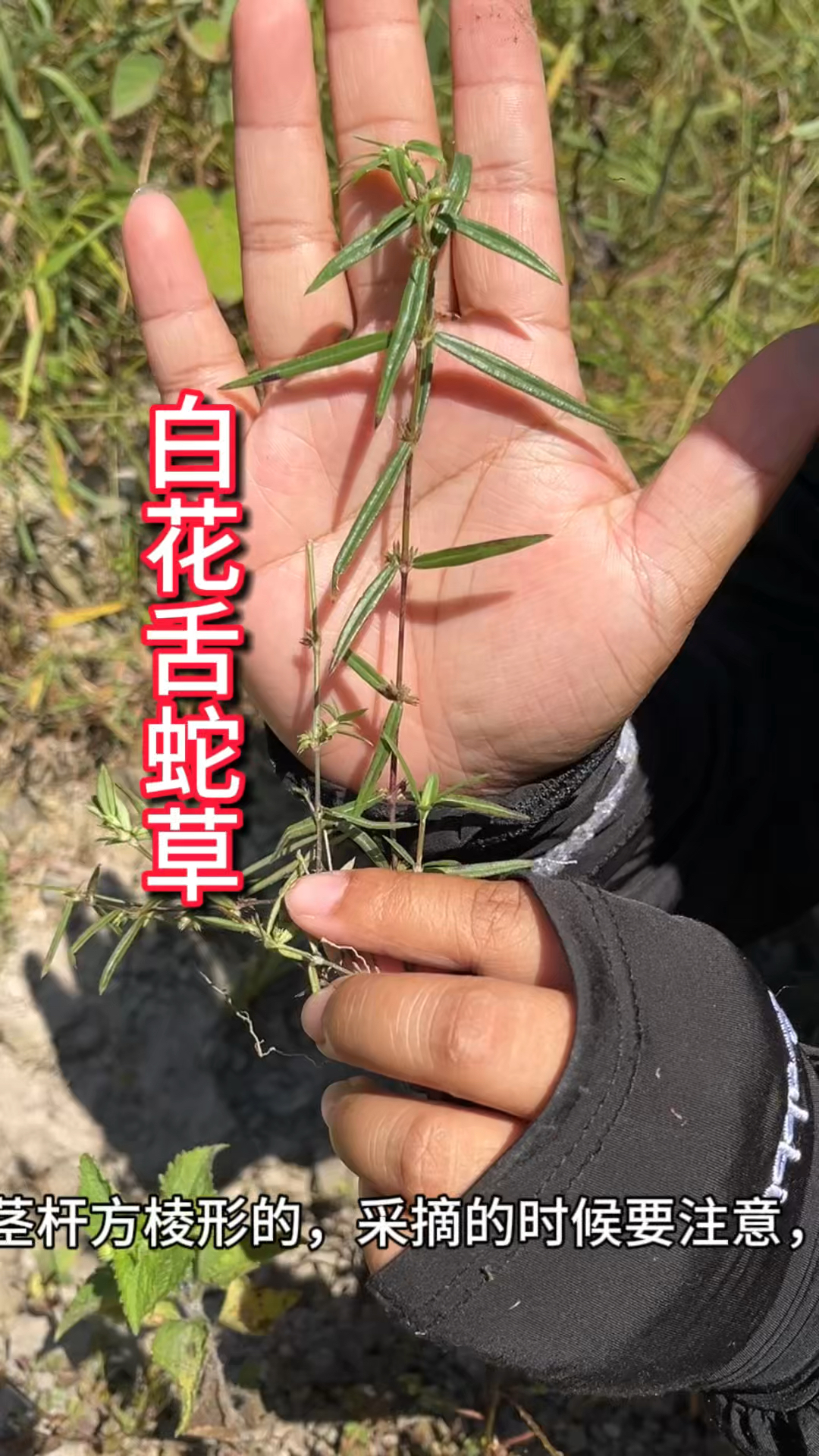 白花蛇舌草生长环境图片