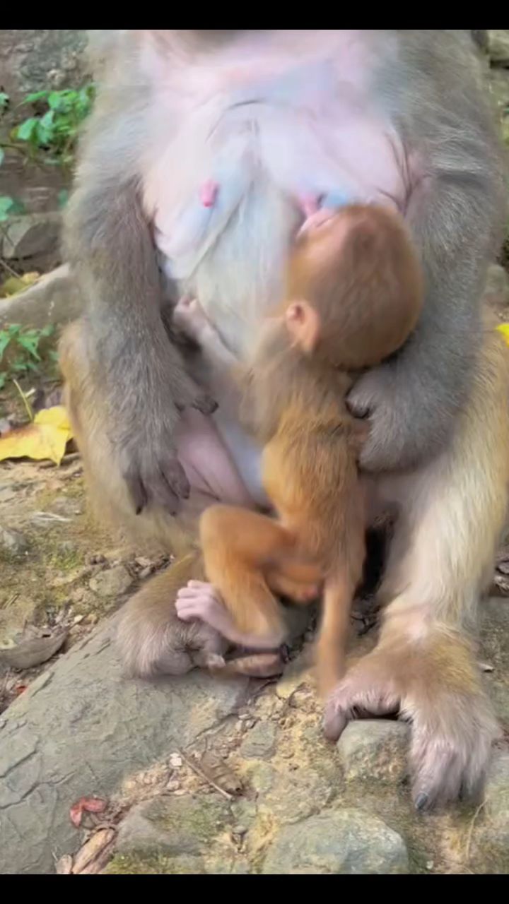 小猴子吃奶不满足的样子