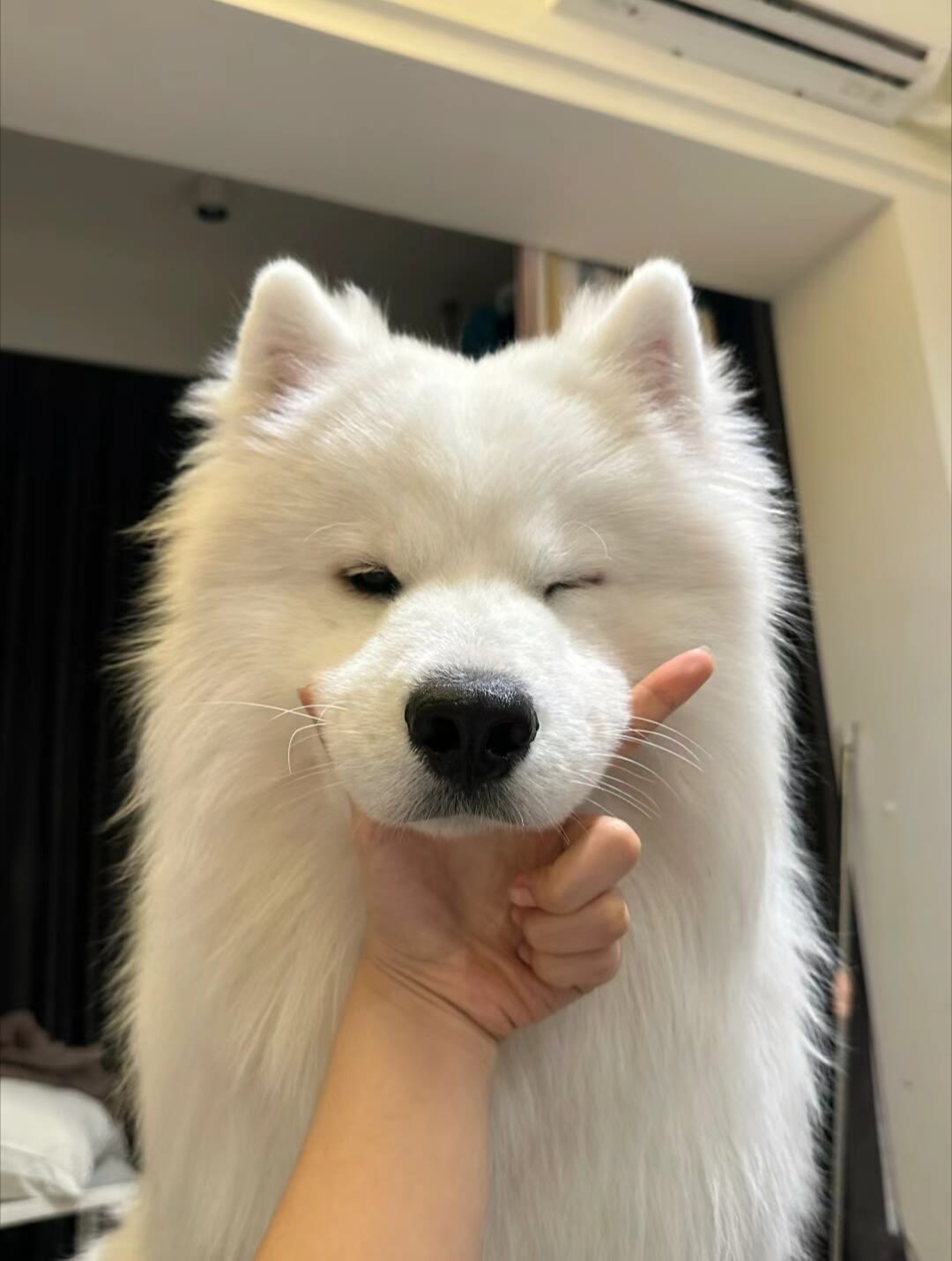 萨摩耶大型犬图片