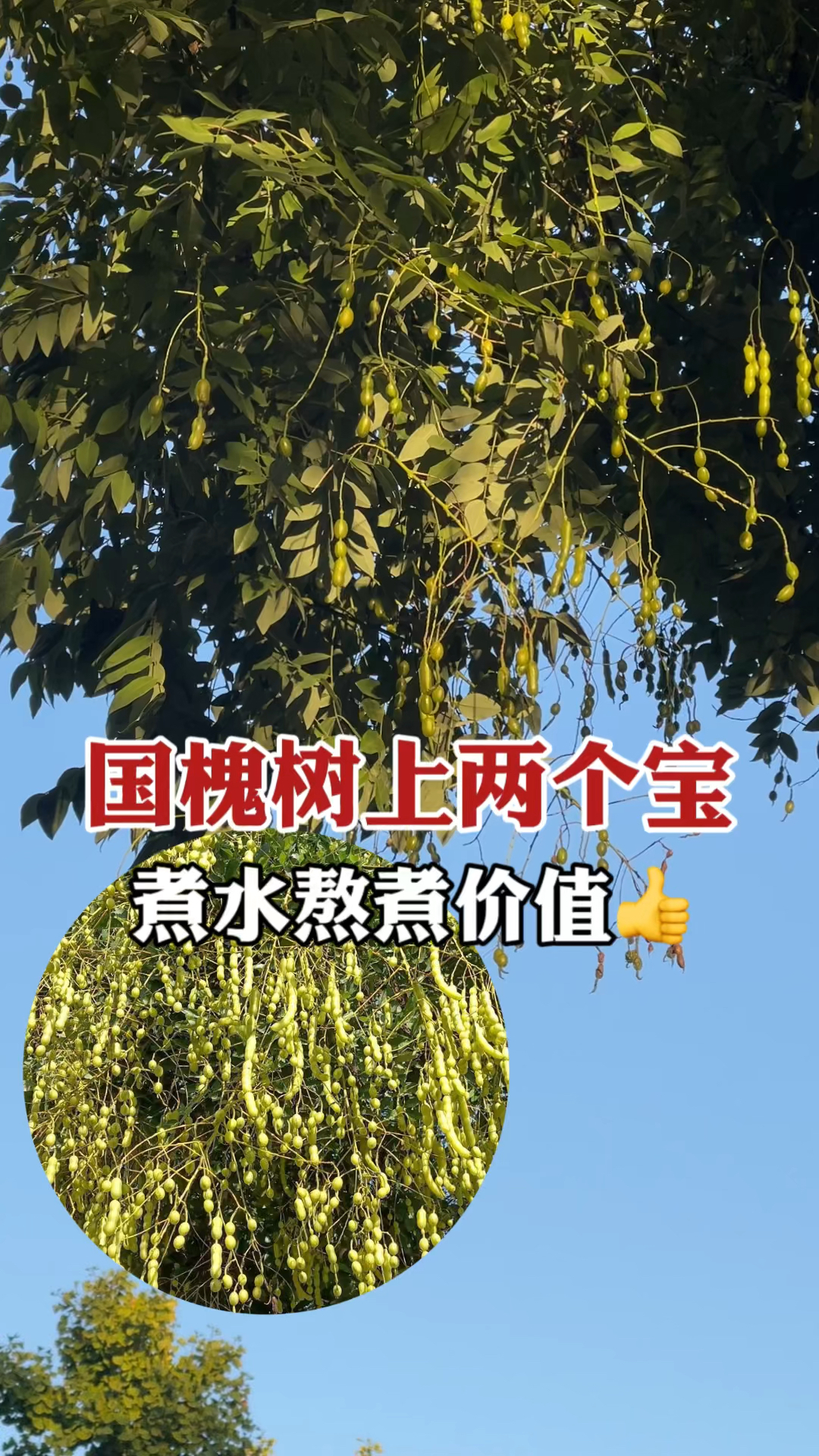 绿化带常见珍贵树国槐,身上两个宝槐米和槐角,做茶熬煮价值不少