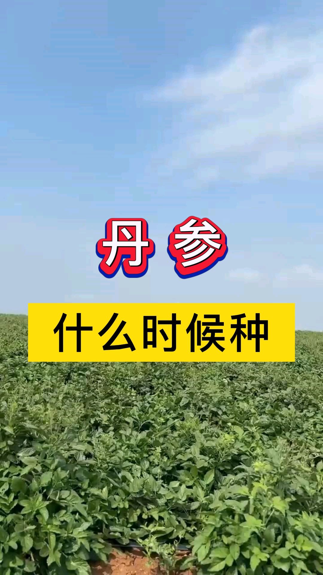 丹参清解口服液的禁忌图片