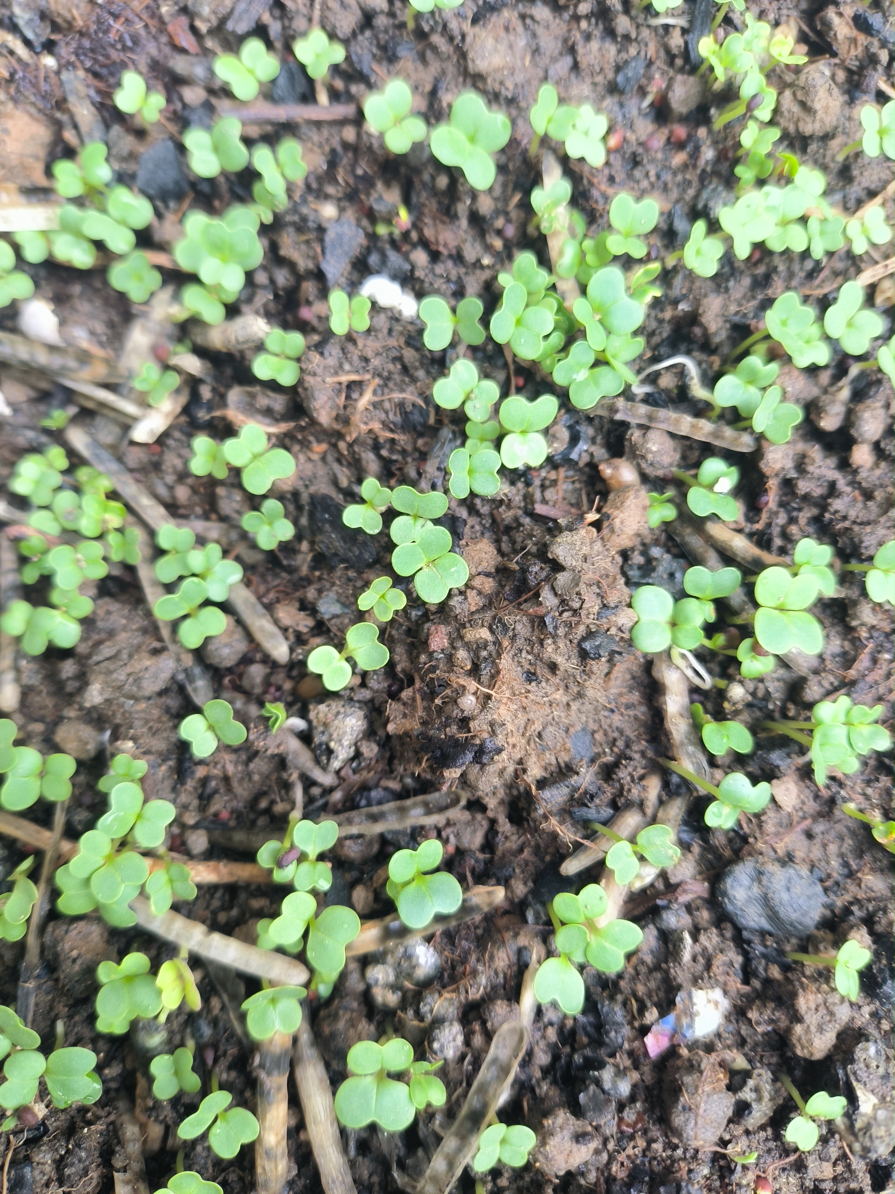 所以偶尔种种菜,种种花,也能交到不少朋友. 你看我的小菜苗长出来了