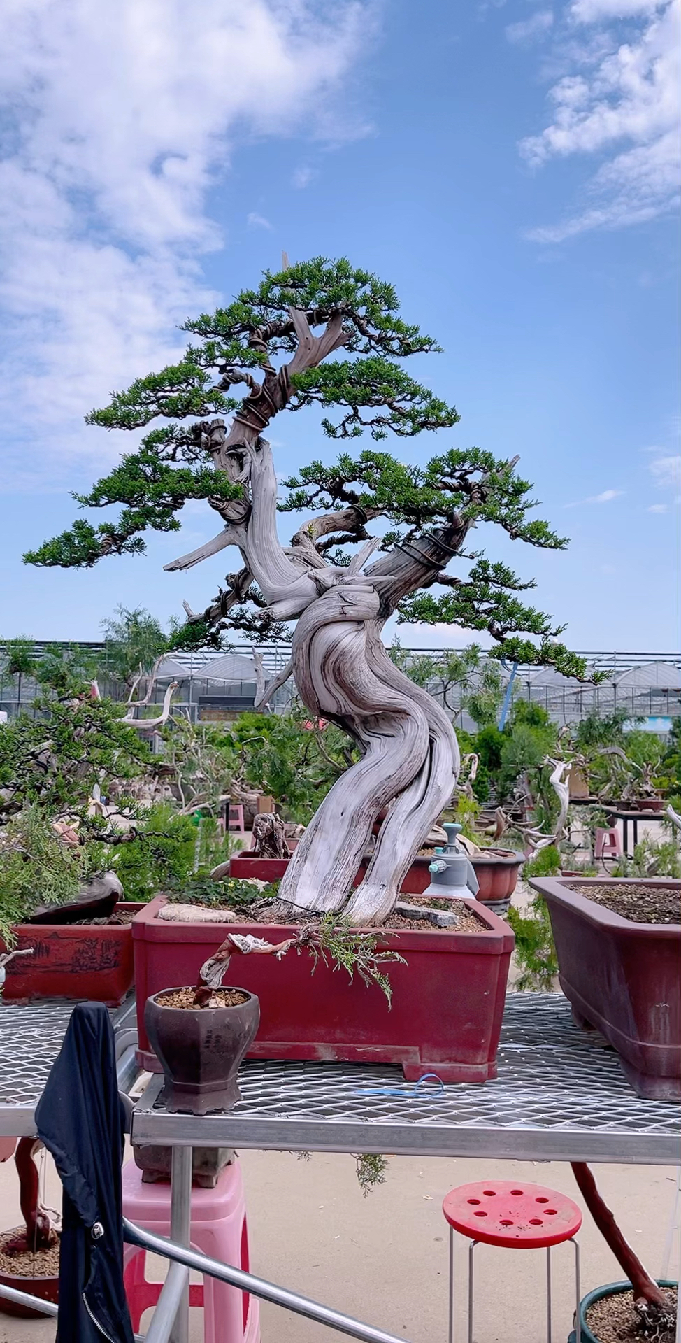 精品怪桩真柏盆景