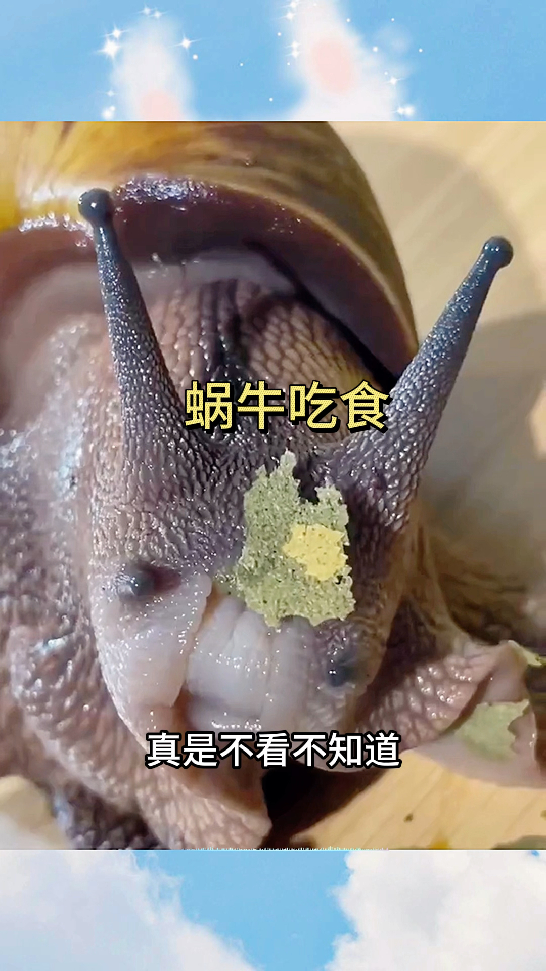 蜗牛吃食,居然是细嚼慢咽