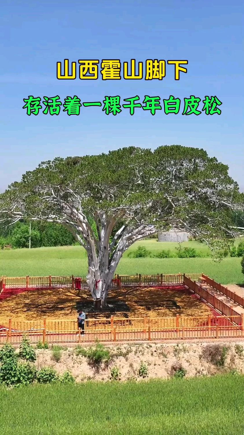 山西霍山脚下,存活着一棵千年白皮松,宛如一把巨大的遮阳伞!